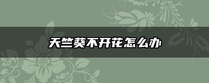 天竺葵不开花怎么办