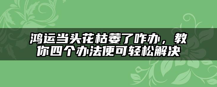 鸿运当头花枯萎了咋办，教你四个办法便可轻松解决