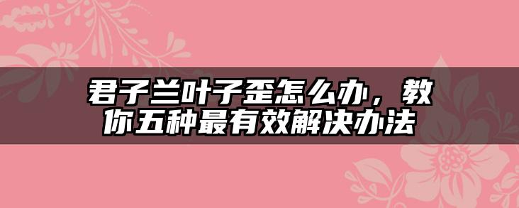 君子兰叶子歪怎么办,教你五种最有效解决办法