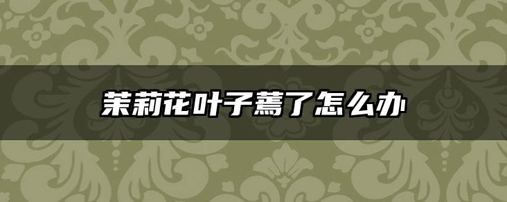 茉莉花叶子蔫了怎么办