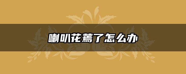 喇叭花蔫了怎么办