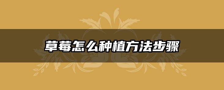 草莓怎么种植方法步骤
