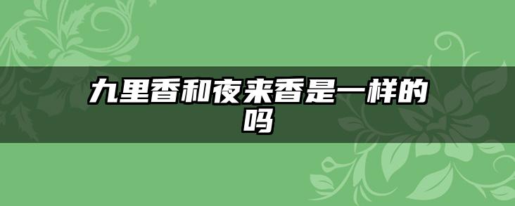 九里香和夜来香是一样的吗