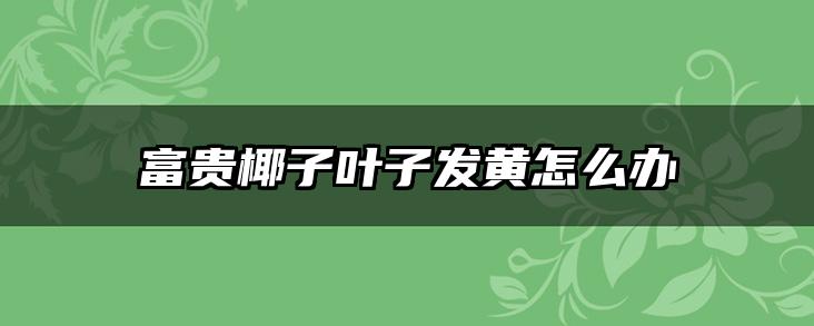 富贵椰子叶子发黄怎么办