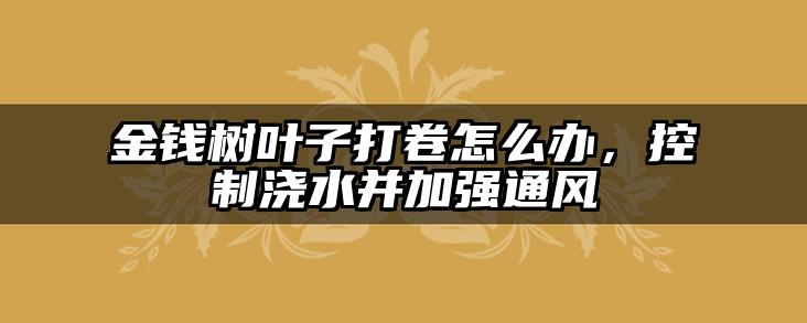 金钱树叶子打卷怎么办,控制浇水并加强通风
