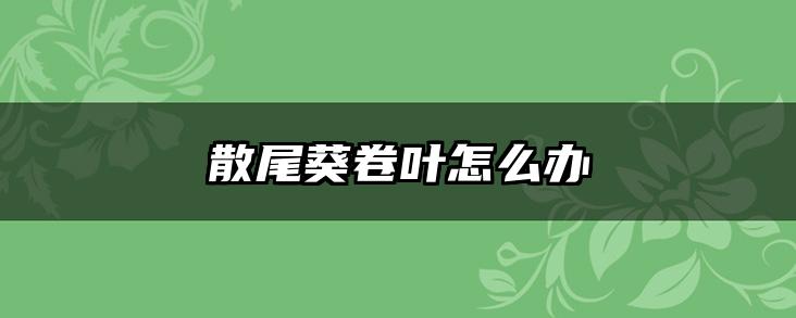 散尾葵卷叶怎么办