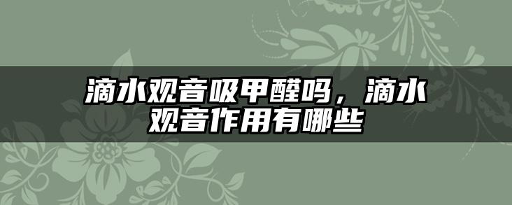 滴水观音吸甲醛吗,滴水观音作用有哪些