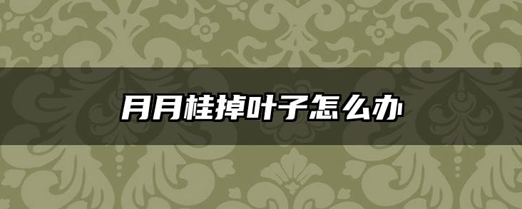 月月桂掉叶子怎么办