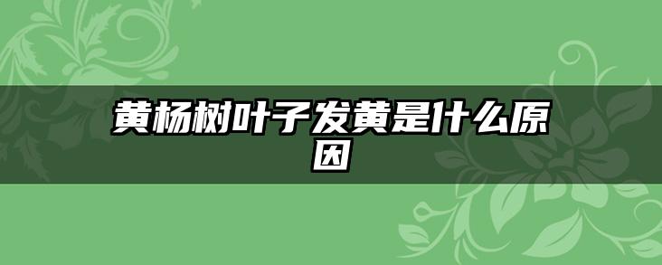 黄杨树叶子发黄是什么原因