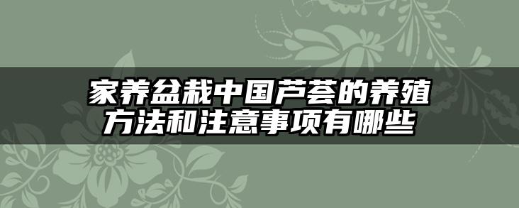 家养盆栽中国芦荟的养殖方法和注意事项有哪些