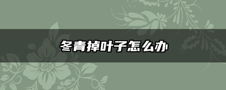 冬青掉叶子怎么办