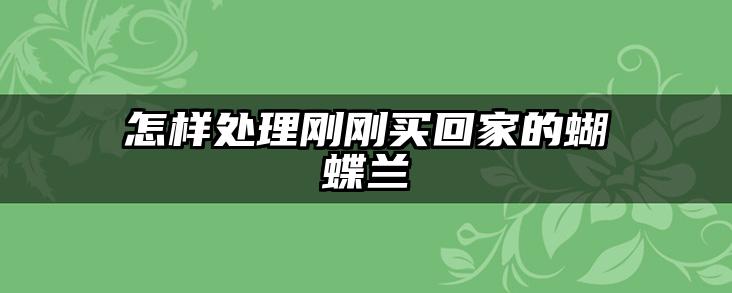 怎样处理刚刚买回家的蝴蝶兰