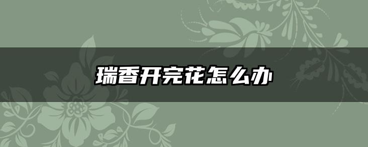 瑞香开完花怎么办