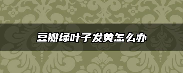 豆瓣绿叶子发黄怎么办