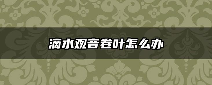 滴水观音卷叶怎么办