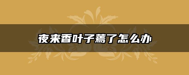 夜来香叶子蔫了怎么办