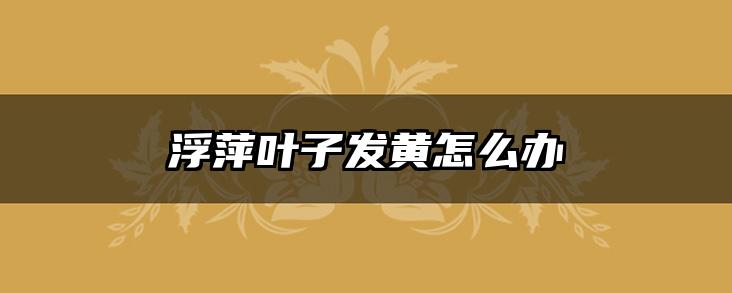 浮萍叶子发黄怎么办