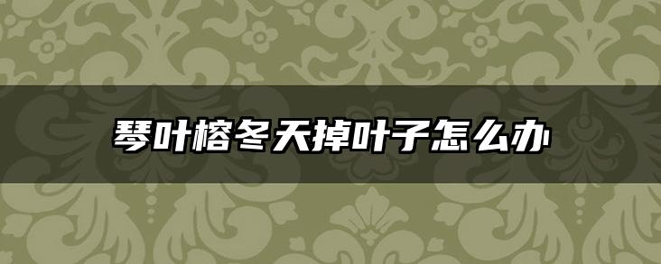 琴叶榕冬天掉叶子怎么办