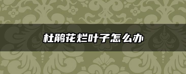 杜鹃花烂叶子怎么办