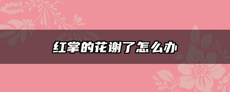 红掌的花谢了怎么办