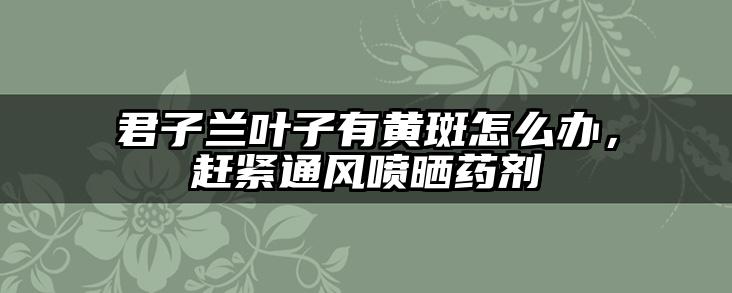 君子兰叶子有黄斑怎么办，赶紧通风喷晒药剂