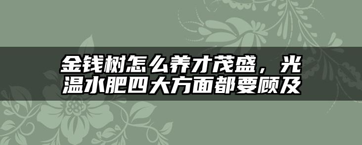 金钱树怎么养才茂盛,光温水肥四大方面都要顾及
