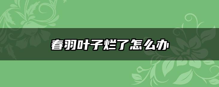 春羽叶子烂了怎么办