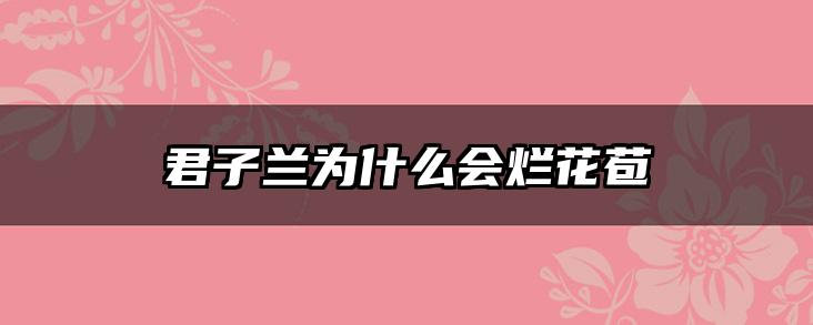 君子兰为什么会烂花苞