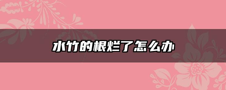 水竹的根烂了怎么办