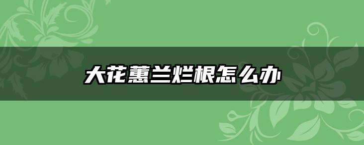 大花蕙兰烂根怎么办