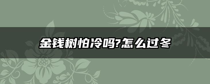 金钱树怕冷吗?怎么过冬
