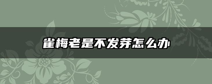 雀梅老是不发芽怎么办