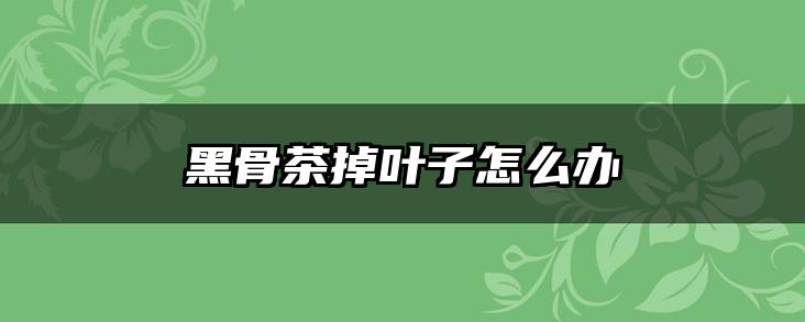 黑骨茶掉叶子怎么办