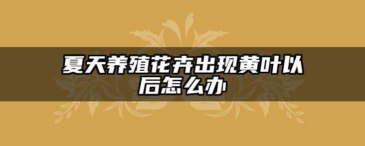 夏天养殖花卉出现黄叶以后怎么办