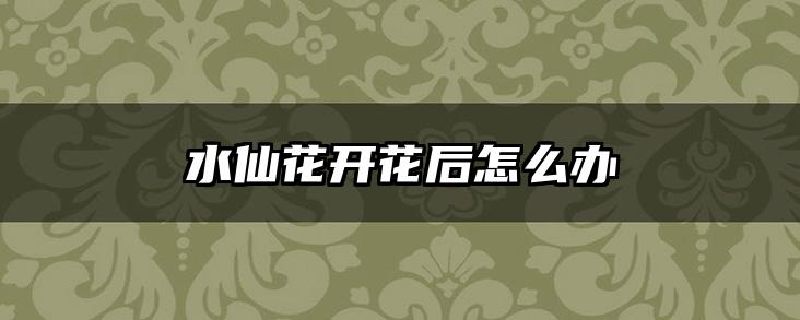水仙花开花后怎么办