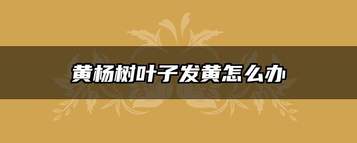 黄杨树叶子发黄怎么办