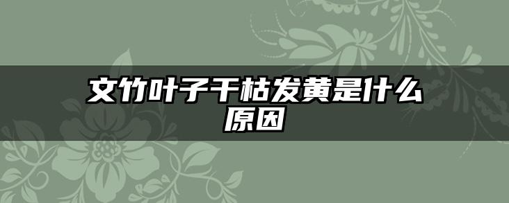 文竹叶子干枯发黄是什么原因
