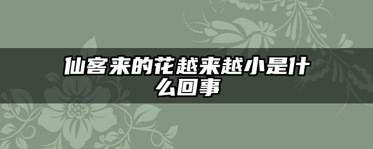 仙客来的花越来越小是什么回事