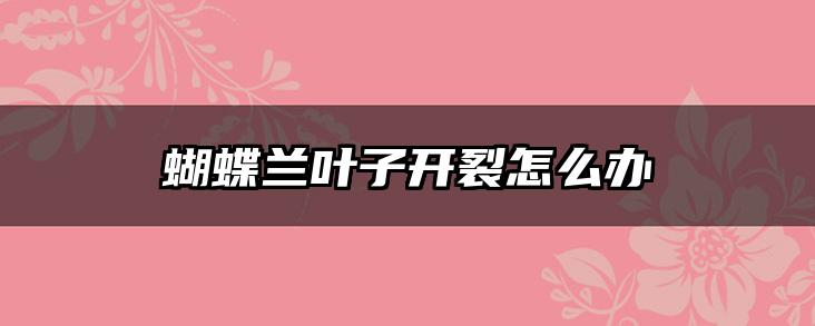 蝴蝶兰叶子开裂怎么办