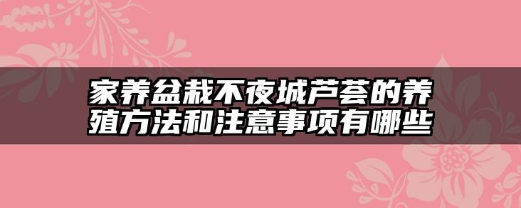 家养盆栽不夜城芦荟的养殖方法和注意事项有哪些