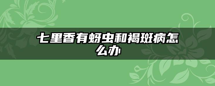 七里香有蚜虫和褐斑病怎么办