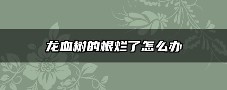 龙血树的根烂了怎么办
