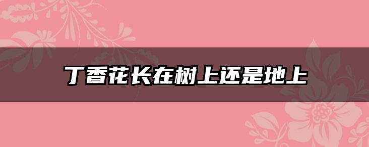 丁香花长在树上还是地上