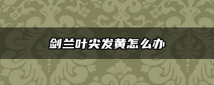 剑兰叶尖发黄怎么办