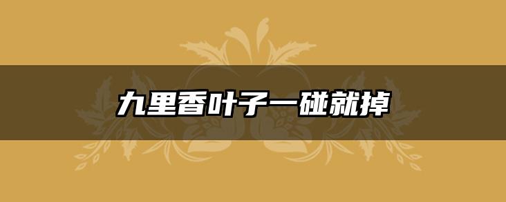 九里香叶子一碰就掉