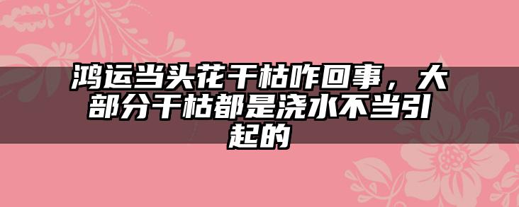 鸿运当头花干枯咋回事,大部分干枯都是浇水不当引起的