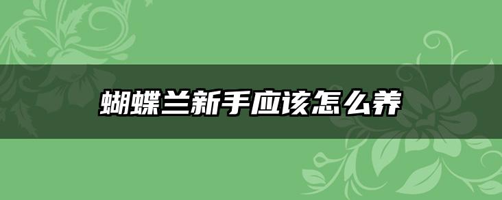 蝴蝶兰新手应该怎么养