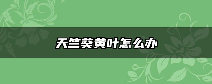 天竺葵黄叶怎么办