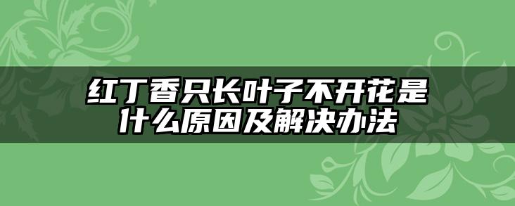 红丁香只长叶子不开花是什么原因及解决办法