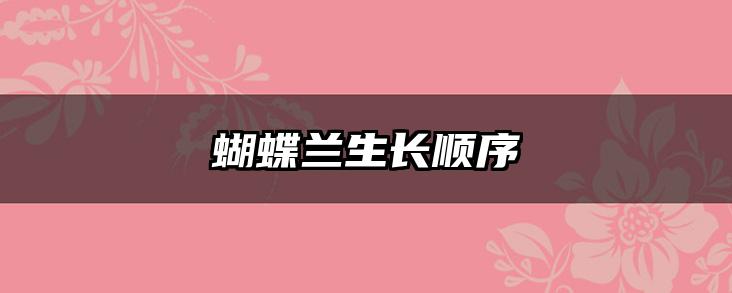 蝴蝶兰生长顺序